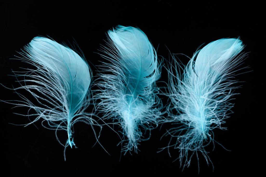 σειρά από γαλάζια φωτεινή υφή και ελαφριά φτερά που απομονώνονται σε μαύρο - Φωτογραφία, εικόνα