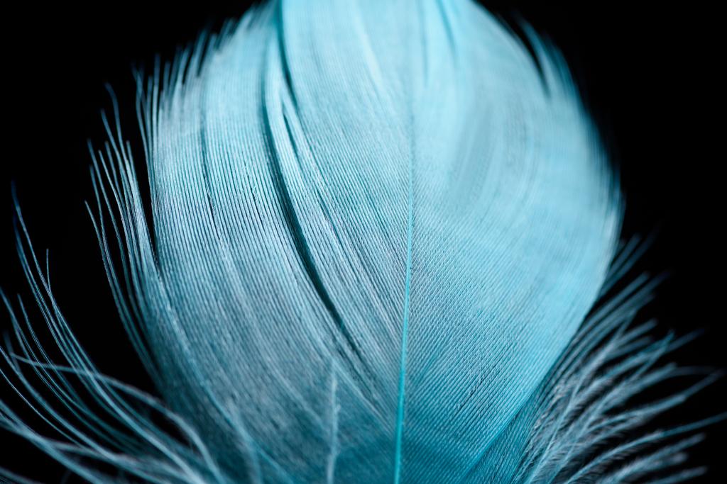 primer plano de la pluma de textura azul claro suave aislado en negro
 - Foto, imagen