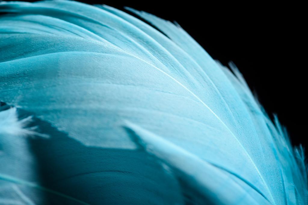 光カラフルな青い質感の羽のクローズアップ黒に分離 - 写真・画像