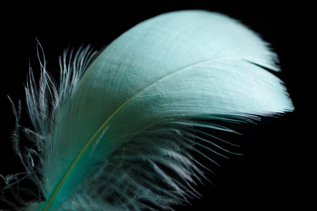 黒に分離された軽量の緑と柔らかい質感の羽のクローズアップ - 写真・画像
