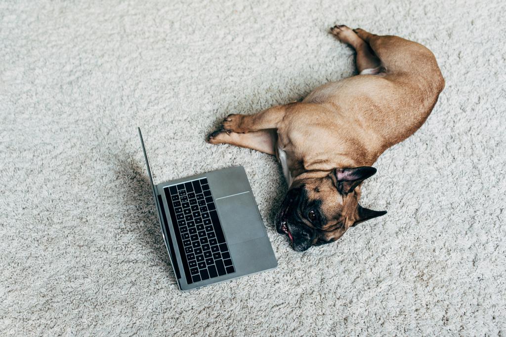 entzückende französische Bulldogge liegt auf Teppich neben Laptop zu Hause  - Foto, Bild