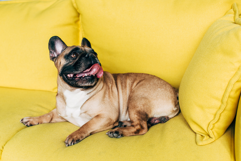 lindo bulldog francés acostado en el sofá amarillo cerca de la almohada y mostrando la lengua
  - Foto, Imagen