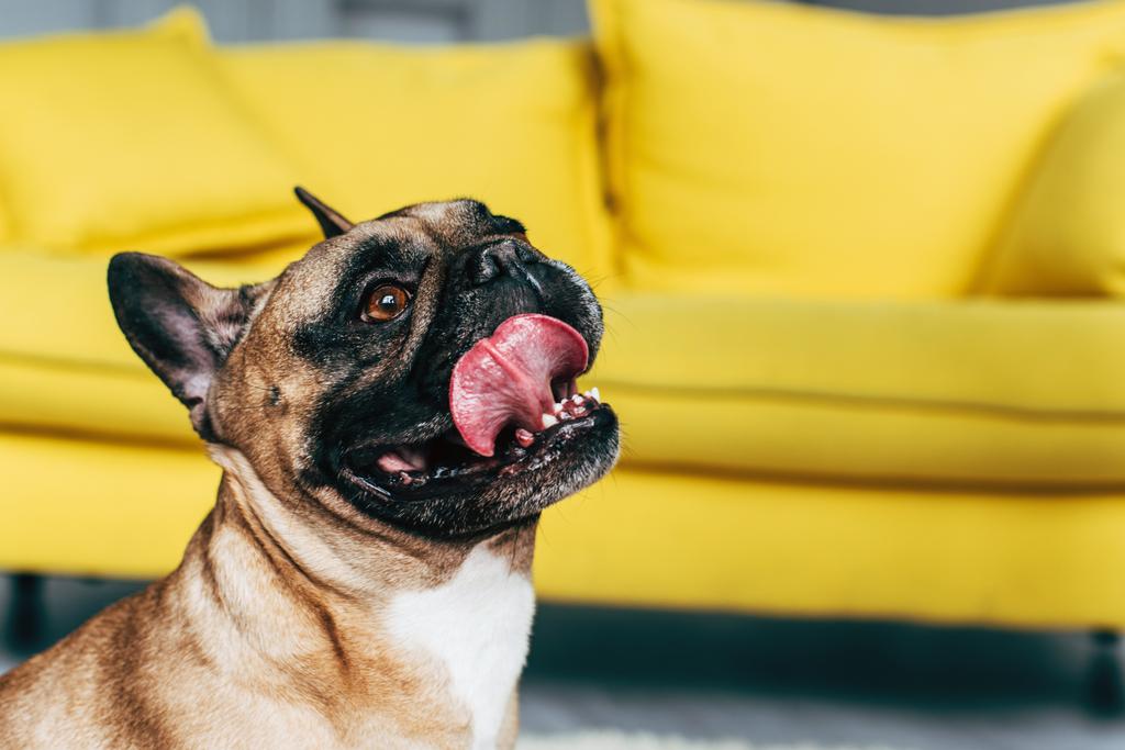 aranyos Francia Bulldog bemutató nyelv közelében sárga kanapé otthon - Fotó, kép