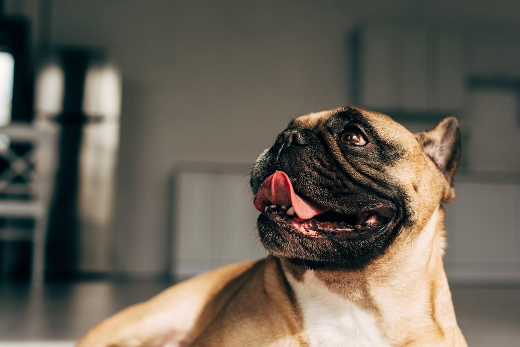 napfény az aranyos Francia Bulldog bemutató nyelv otthon  - Fotó, kép