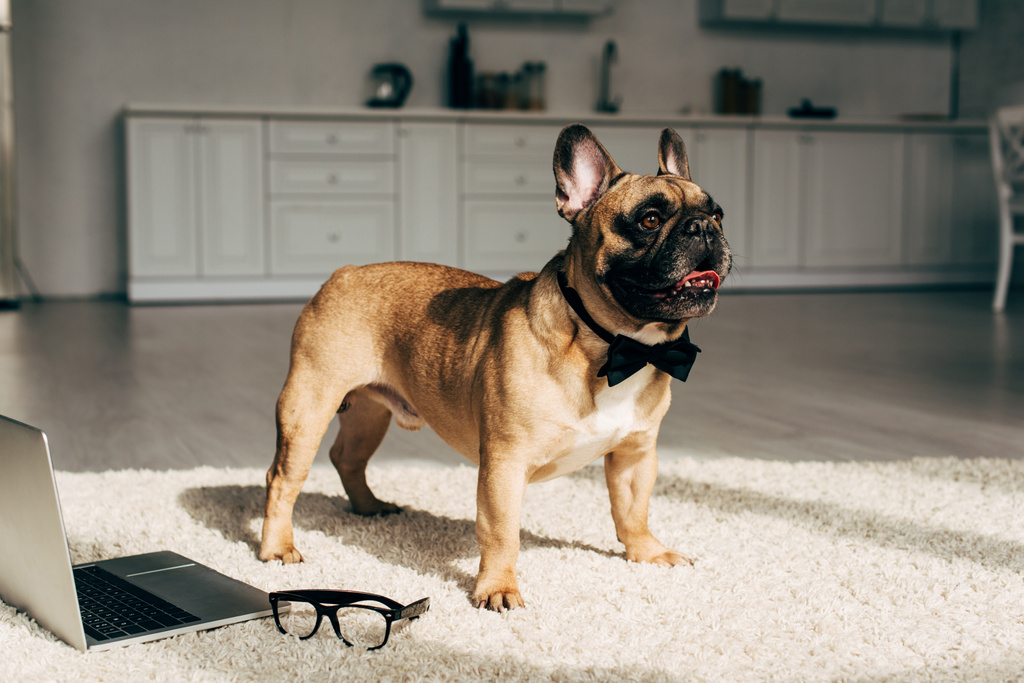 entzückende französische Bulldogge in Fliege, die auf Teppich neben Laptop und Brille steht  - Foto, Bild