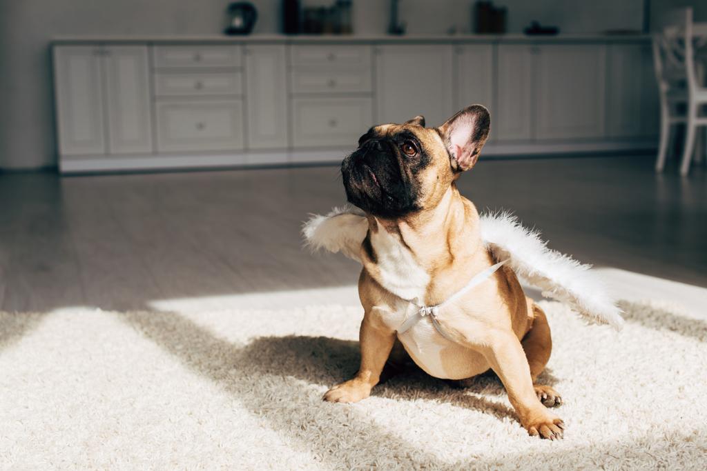carino bulldog francese in ali d'angelo bianco seduto su tappeto a casa
  - Foto, immagini