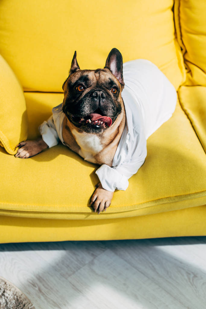 overhead view of cute french bulldog in shirt lying on yellow sofa  - Photo, Image