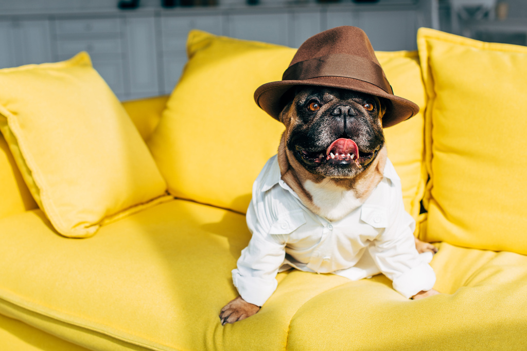 Francia Bulldog az inget és a barna kalapot ül a sárga kanapén a nappaliban  - Fotó, kép