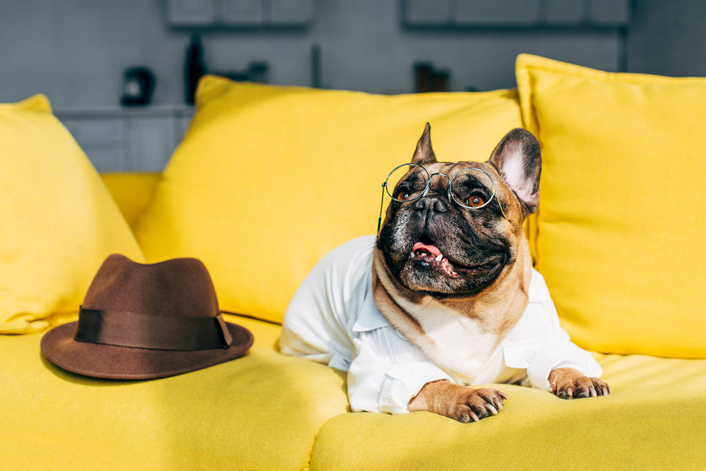 Französische Bulldogge in Hemd und Brille liegt neben braunem Hut auf gelbem Sofa  - Foto, Bild