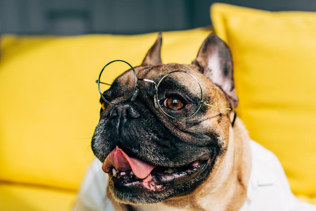 gros plan de mignon français bulldog dans des lunettes montrant la langue à la maison
  - Photo, image