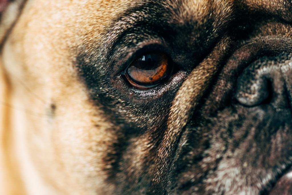 közelről aranyos és fajtatiszta Francia Bulldog - Fotó, kép