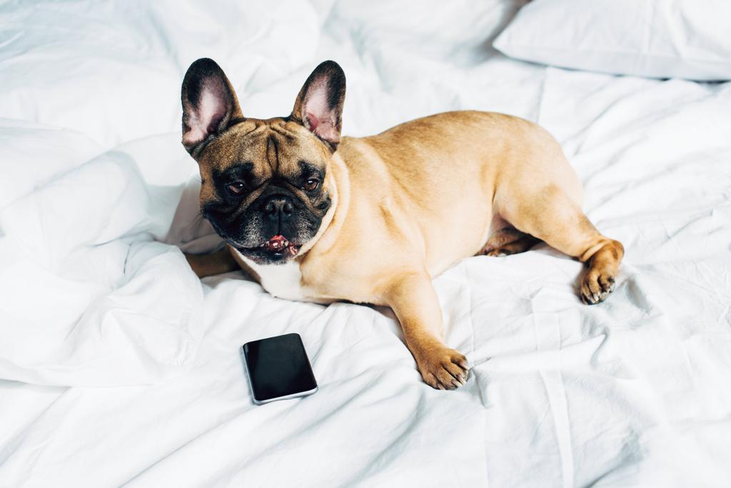 aranyos fajtiszta Francia Bulldog feküdt közelében okostelefon üres képernyő fehér ágynemű otthon  - Fotó, kép