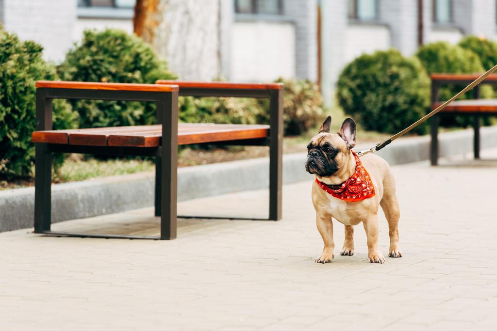 Adorable en aangelijnd Franse Bulldog staande in de buurt van houten banken  - Foto, afbeelding