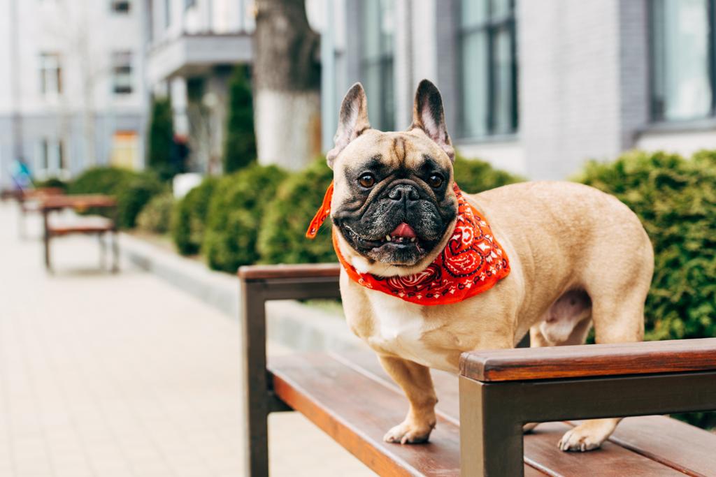 lindo bulldog francés de pura raza con bufanda roja y sentado en el banco de madera
  - Foto, Imagen