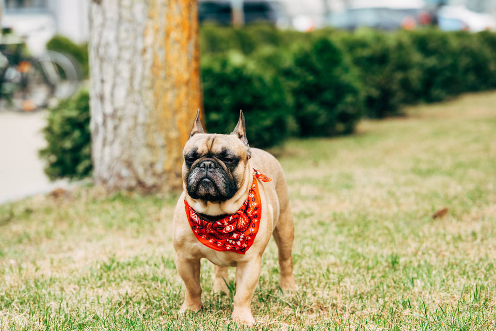 carino bulldog francese indossa sciarpa rossa in piedi su erba verde
  - Foto, immagini