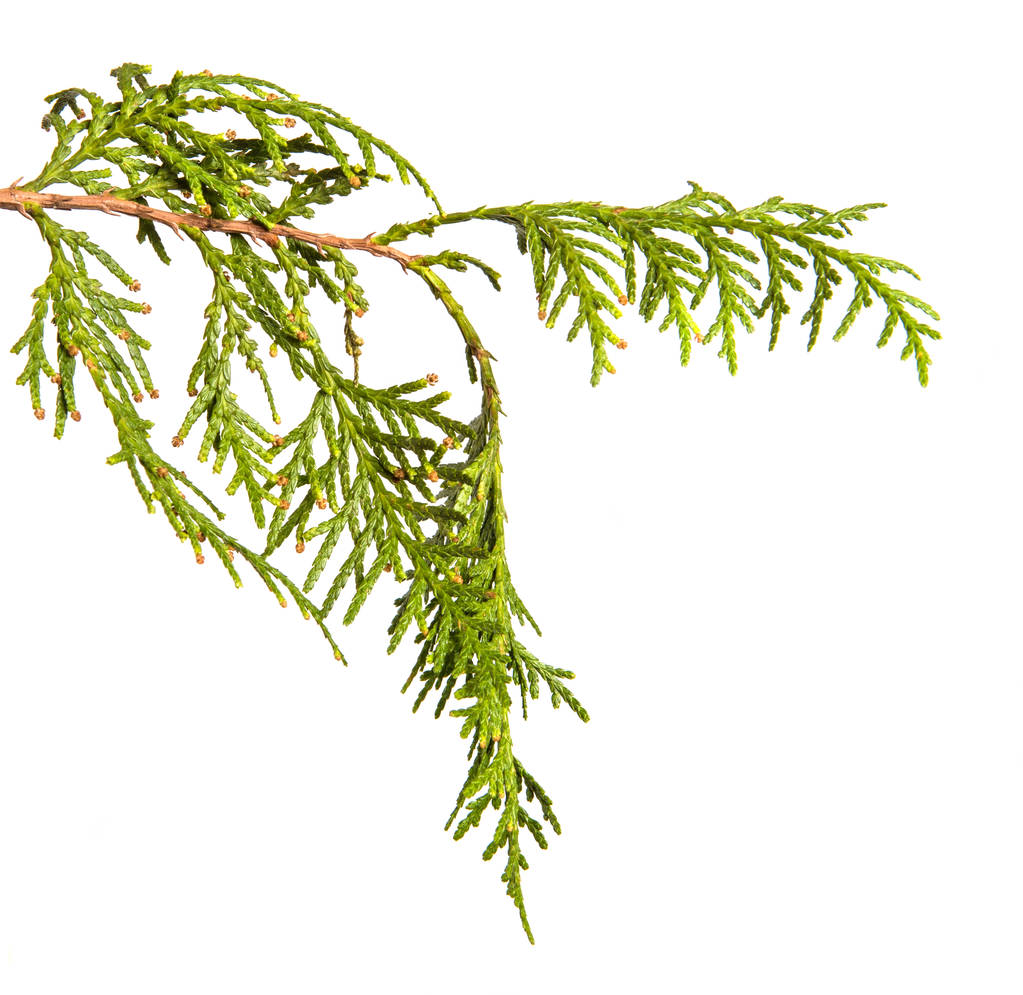 ramo di thuja verde. su sfondo bianco
 - Foto, immagini