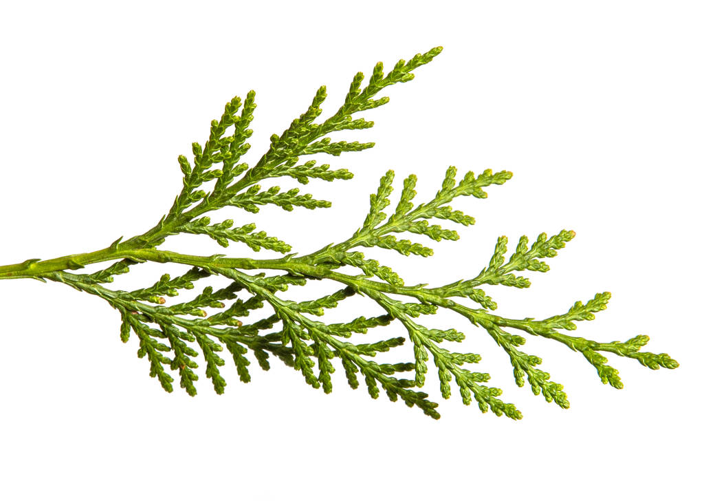 緑のホワイの枝。白い背景に - 写真・画像