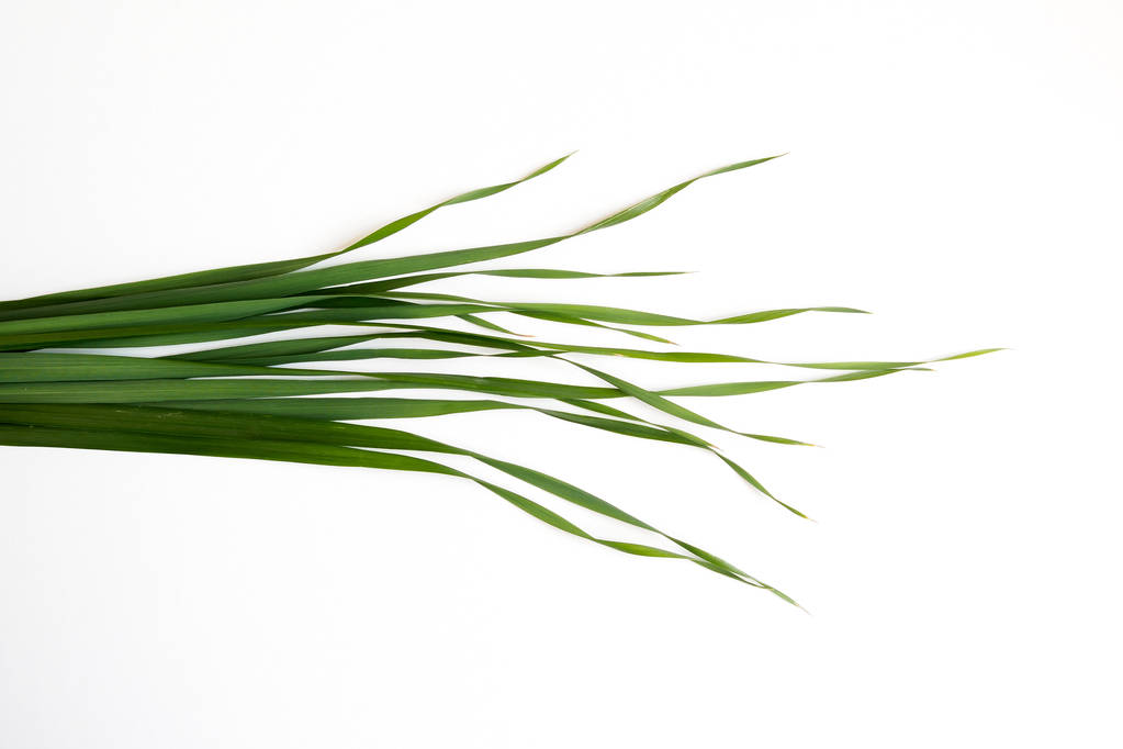 green oat grass leaves on horizontal white background - Photo, Image