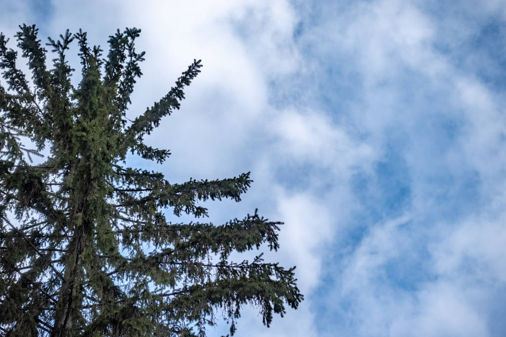 Mavi bulutlu gökyüzüne karşı yeşil Ladin dalları. - Fotoğraf, Görsel
