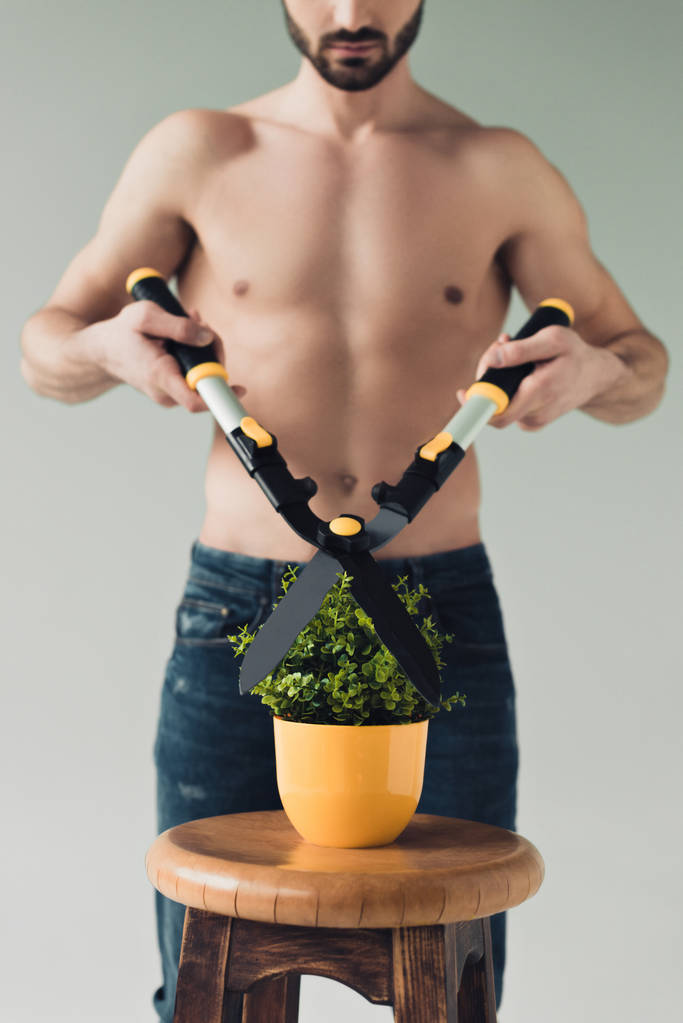 Vista cortada de homem sem camisa cortando planta verde com grande tesoura isolada em cinza
 - Foto, Imagem
