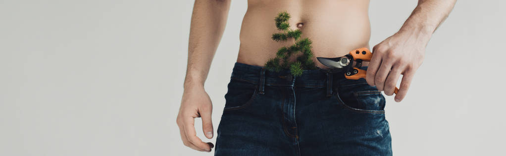 Панорамный снимок человека в джинсах с растением в штанах, держащим секаторы изолированными на сером
 - Фото, изображение