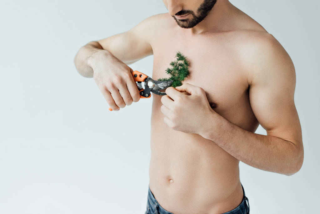 Cropped view of shirtless man cutting plant on chest with secateurs isolated on grey - Photo, Image