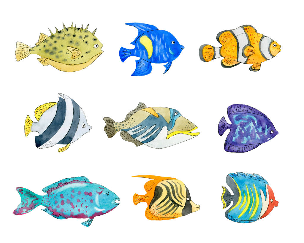 Conjunto de peixes tropicais bonitos no fundo branco
.  - Foto, Imagem