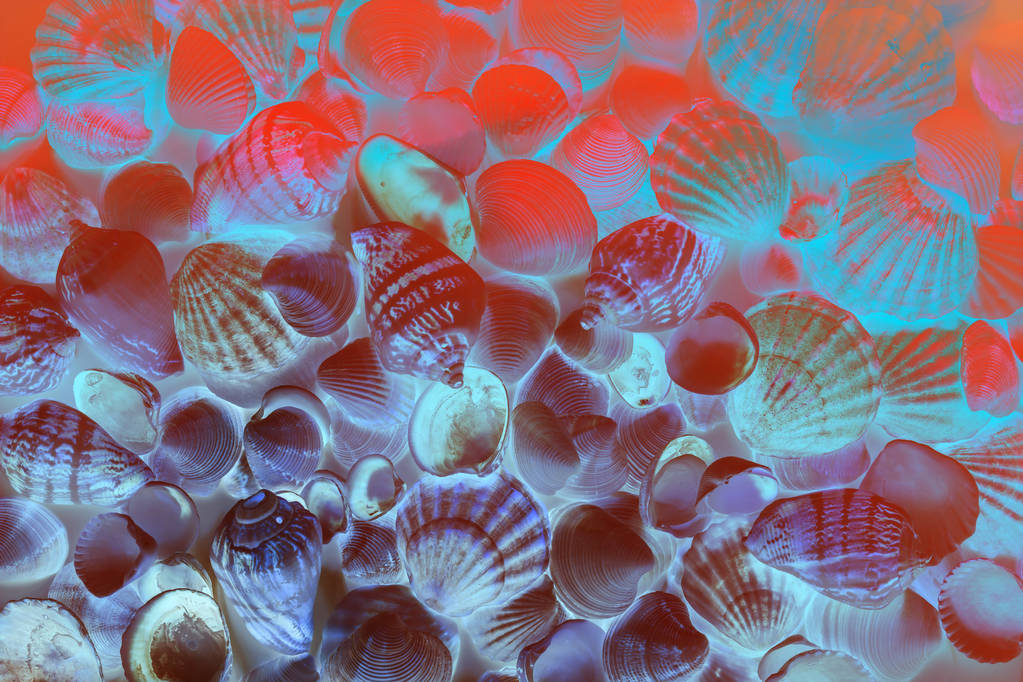 Krásné různé mušle v modrém, červeném, růžovém a živém, neonové barvě korálového světla. Textura měkkýšů. - Fotografie, Obrázek
