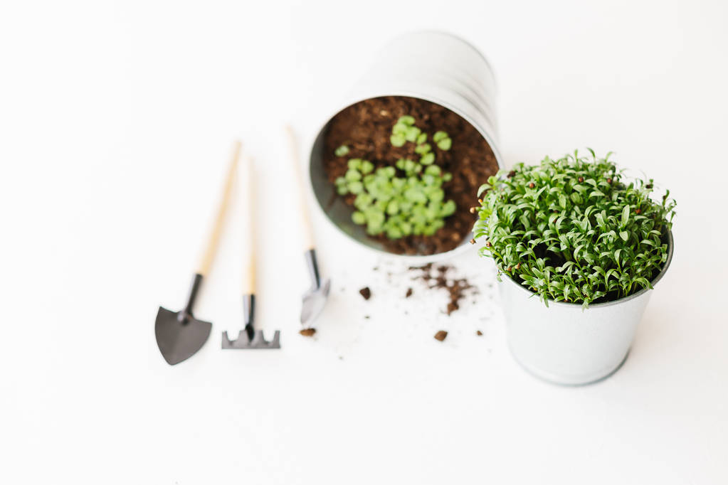 Herbs seedlings in metal pots - Photo, Image