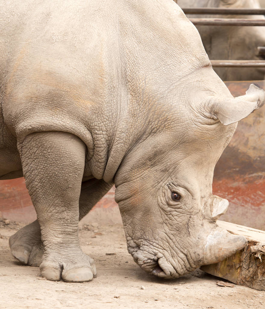 носорог в парке на природе
 - Фото, изображение