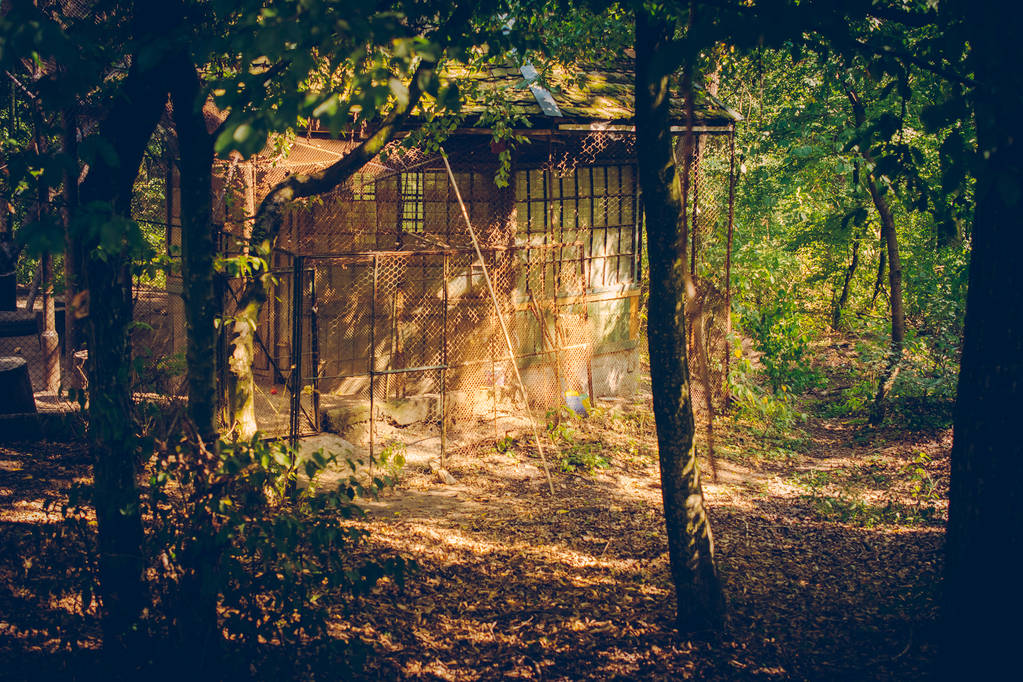vieille maison en bois dans la forêt - Photo, image