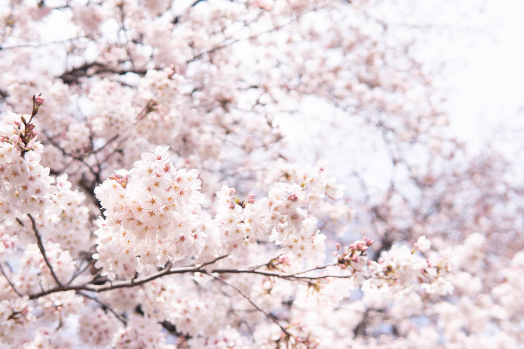 Bílá květina Kvetoucí třešeň v japonském jarním parku na jarní zahrádce pro Petal růžovou květinovou sezónu dubna jarní sezony, asijský Romantický venkovský strom nádherný výhled - Fotografie, Obrázek