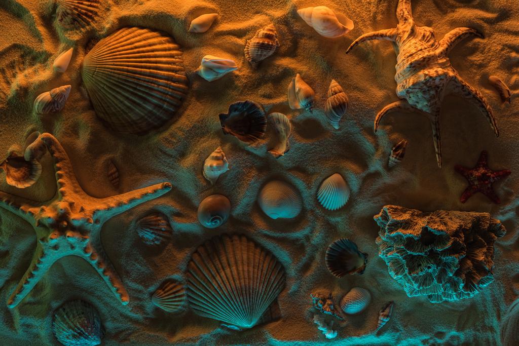 deniz kabukları, denizyıldızı, deniz taşları ve turuncu ve mavi ışıklar ile kum üzerinde mercan üst görünümü - Fotoğraf, Görsel
