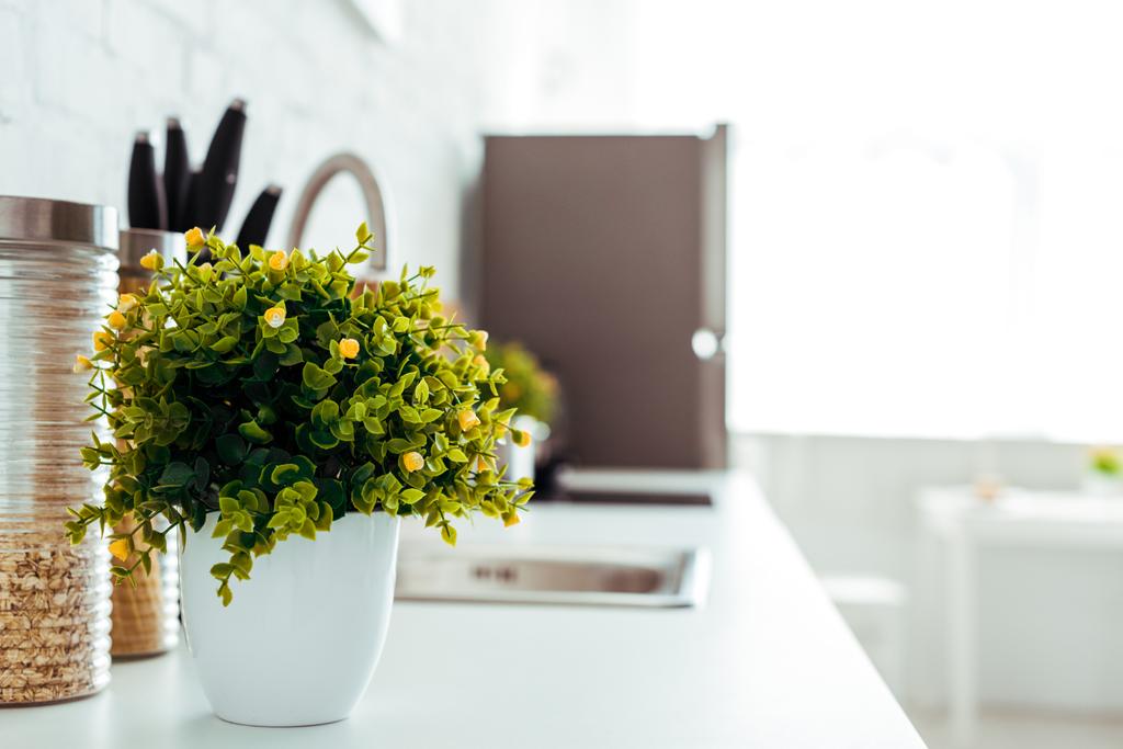 kuchyňský stůl se zelenou rostlinkou v květináči u obilovin  - Fotografie, Obrázek