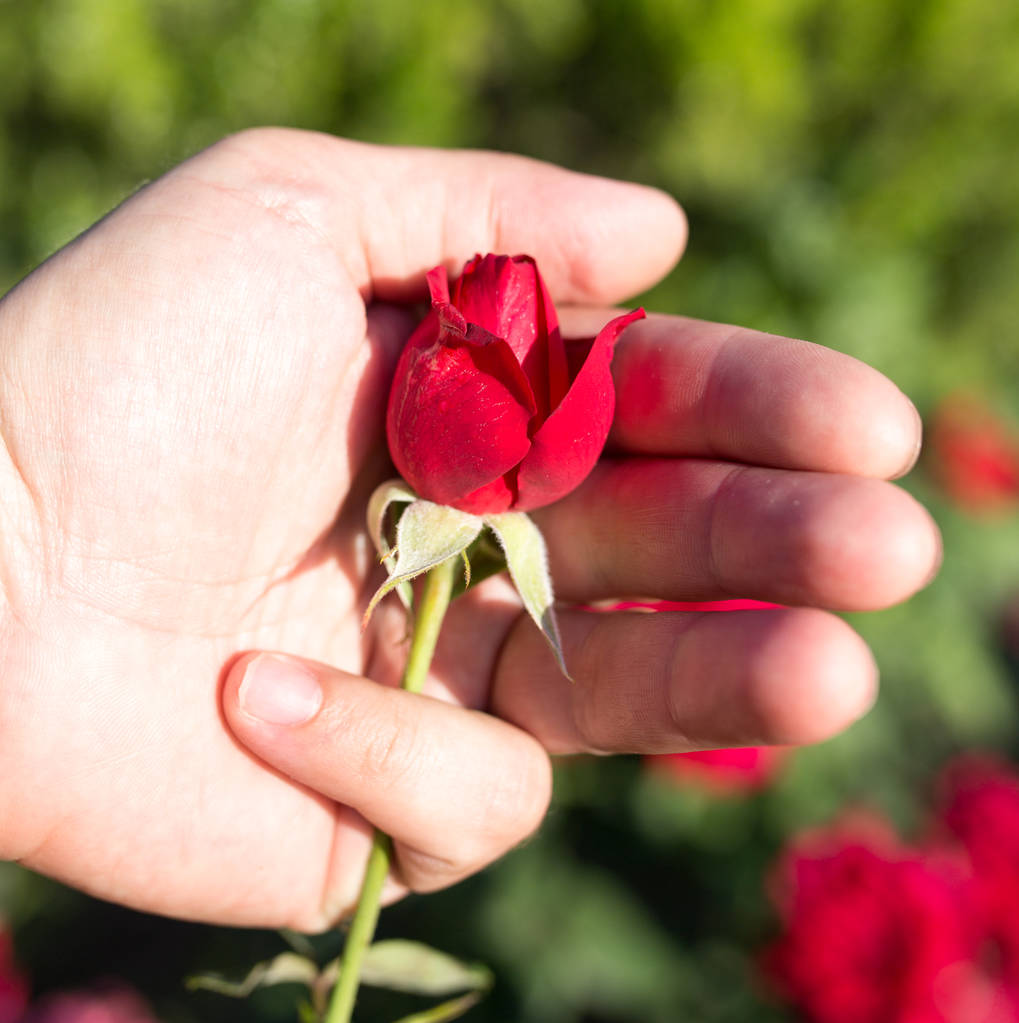 rosa roja en su mano en un parque sobre la naturaleza
 - Foto, imagen
