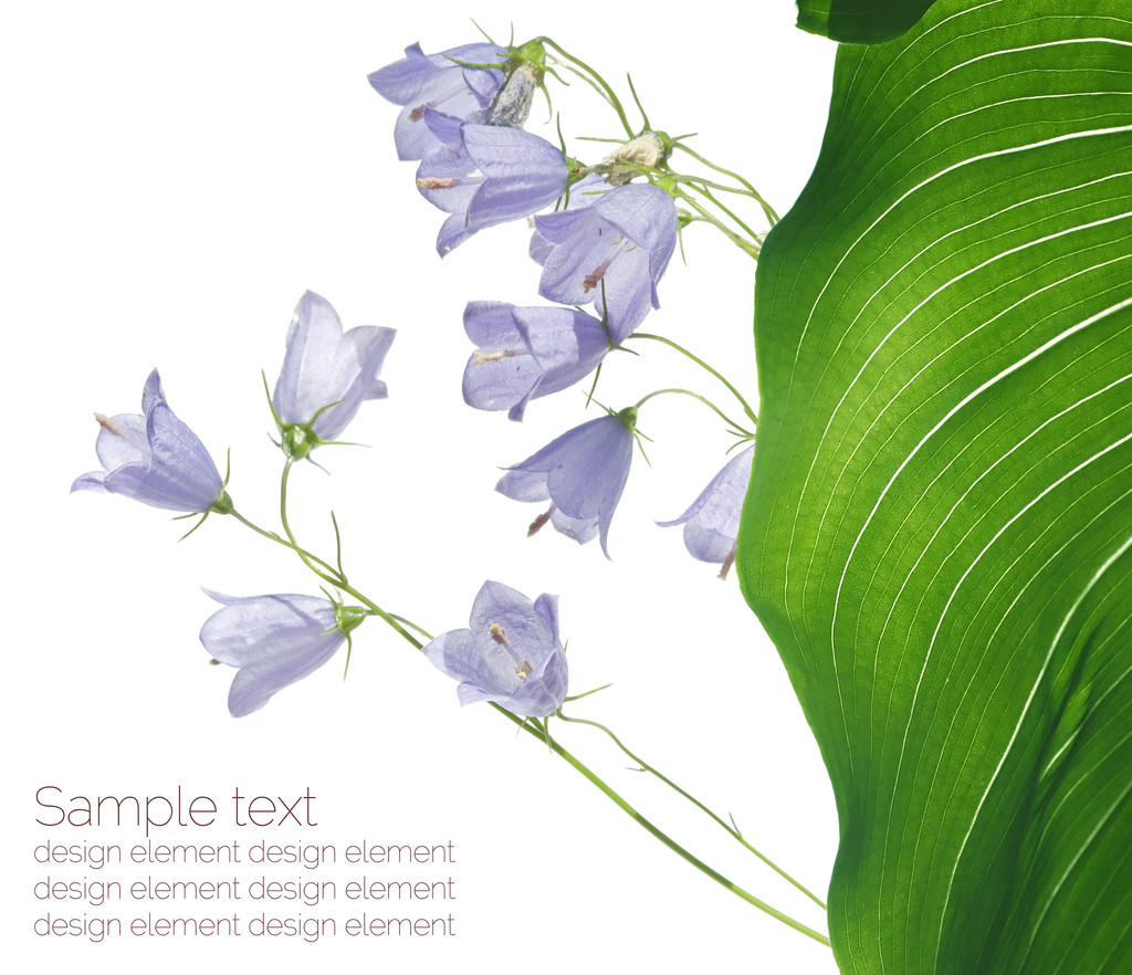 paarse bloemen ontwerpelementen - Foto, afbeelding