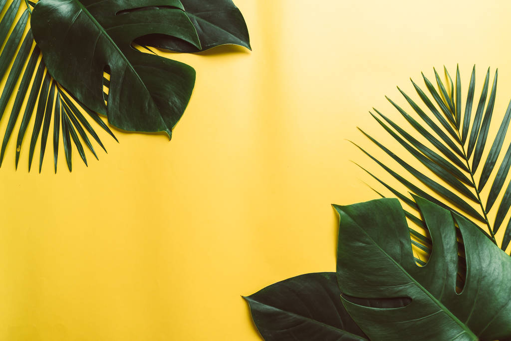 Folhas de palma tropicais com espaço de cópia
 - Foto, Imagem