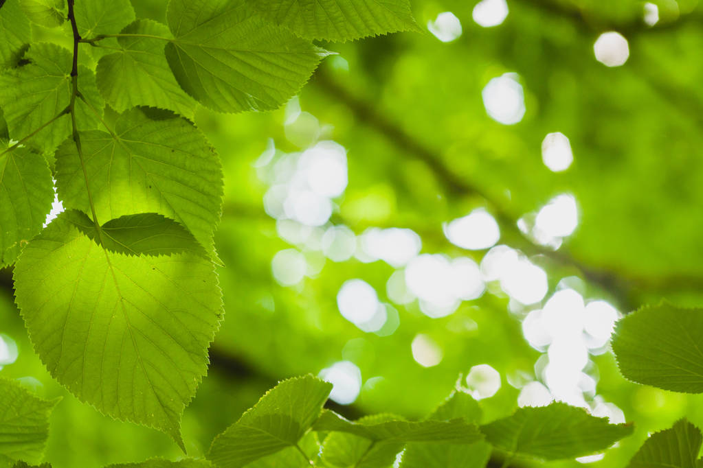 aurinko läpi vihreät lehdet
 - Valokuva, kuva
