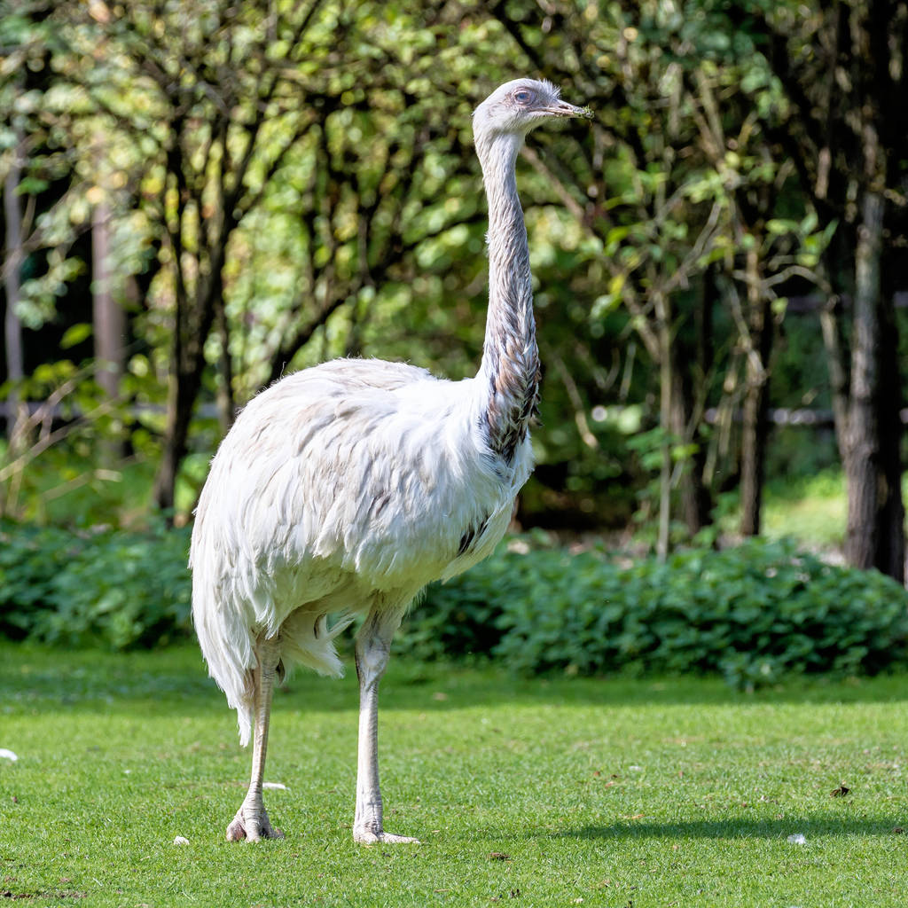 Emu, Dromaius novaehollandiae em pé na grama em seu habitat
 - Foto, Imagem