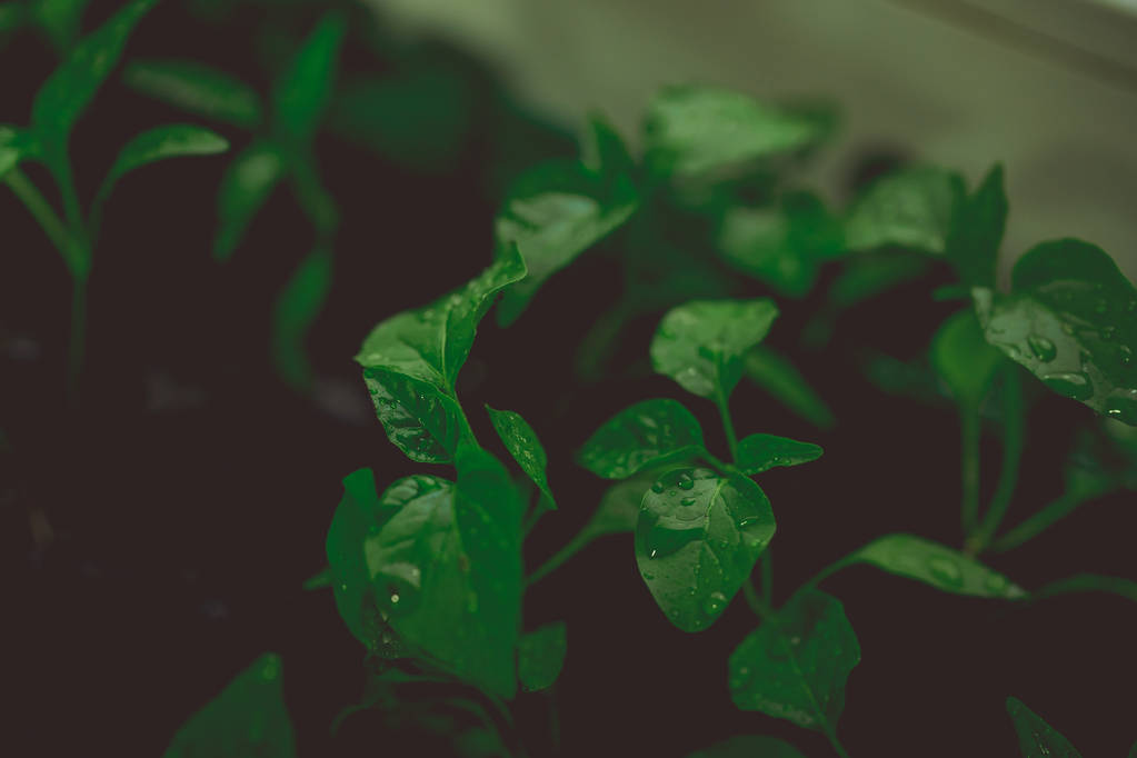 Komkommer plant in zaailing turf pot op een rustieke houten tafel. Kweken van zaailingen in Veen potten. Planten zaaien in zonlicht in moderne plantkunde kas, tuinbouw en teelt van sier plannen - Foto, afbeelding