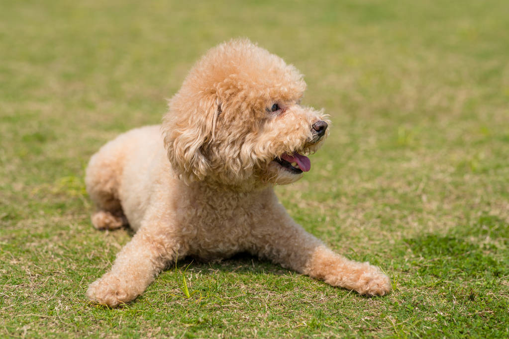 Dog Poodle lying down on the green lawn - Photo, Image