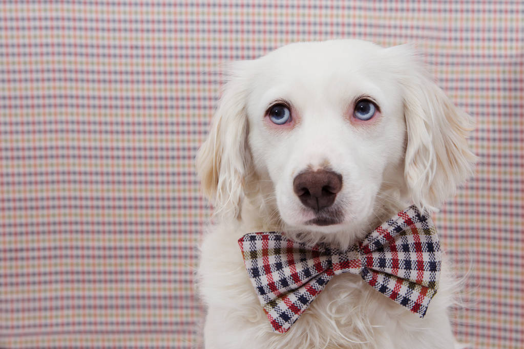Portré elegáns kutya ünnepli születésnap, karnevál vagy Anniver - Fotó, kép