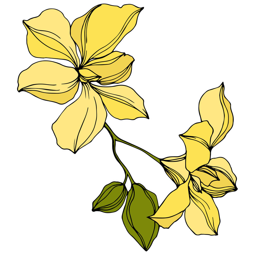 Τα κίτρινα λουλούδια της ορχιδέα απομονώθηκαν σε λευκό. Χαραγμένη τέχνη μελανιού.  - Διάνυσμα, εικόνα