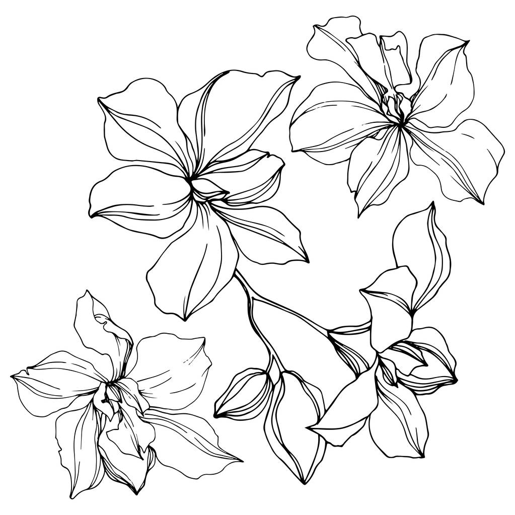 Černé květy orchidejí izolované na bílém. Ryté inkoustové kresby.  - Vektor, obrázek
