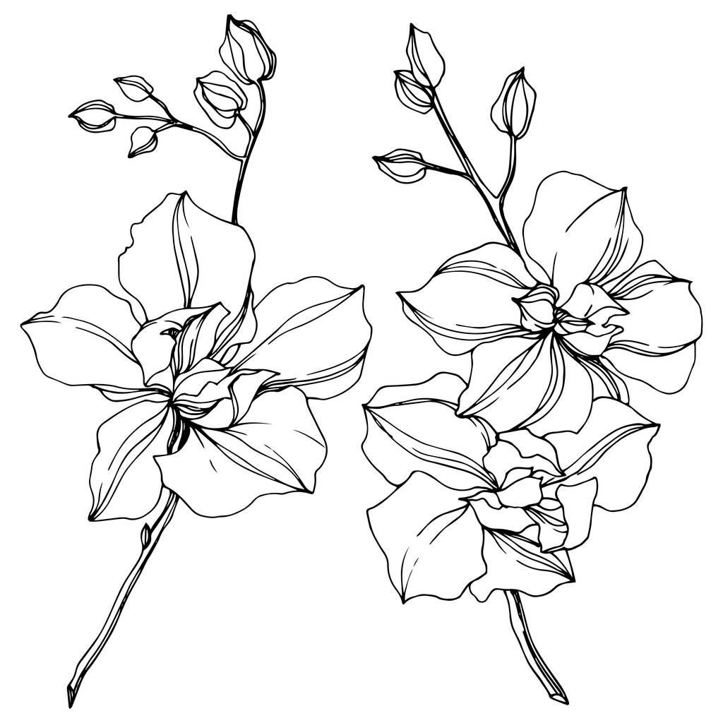 Vector black orchid flowers isolated on white. Engraved ink art.  - Vector, Image