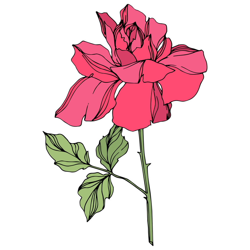 Vektor rosa Rose Blume mit grünen Blättern isoliert auf weiß.  - Vektor, Bild