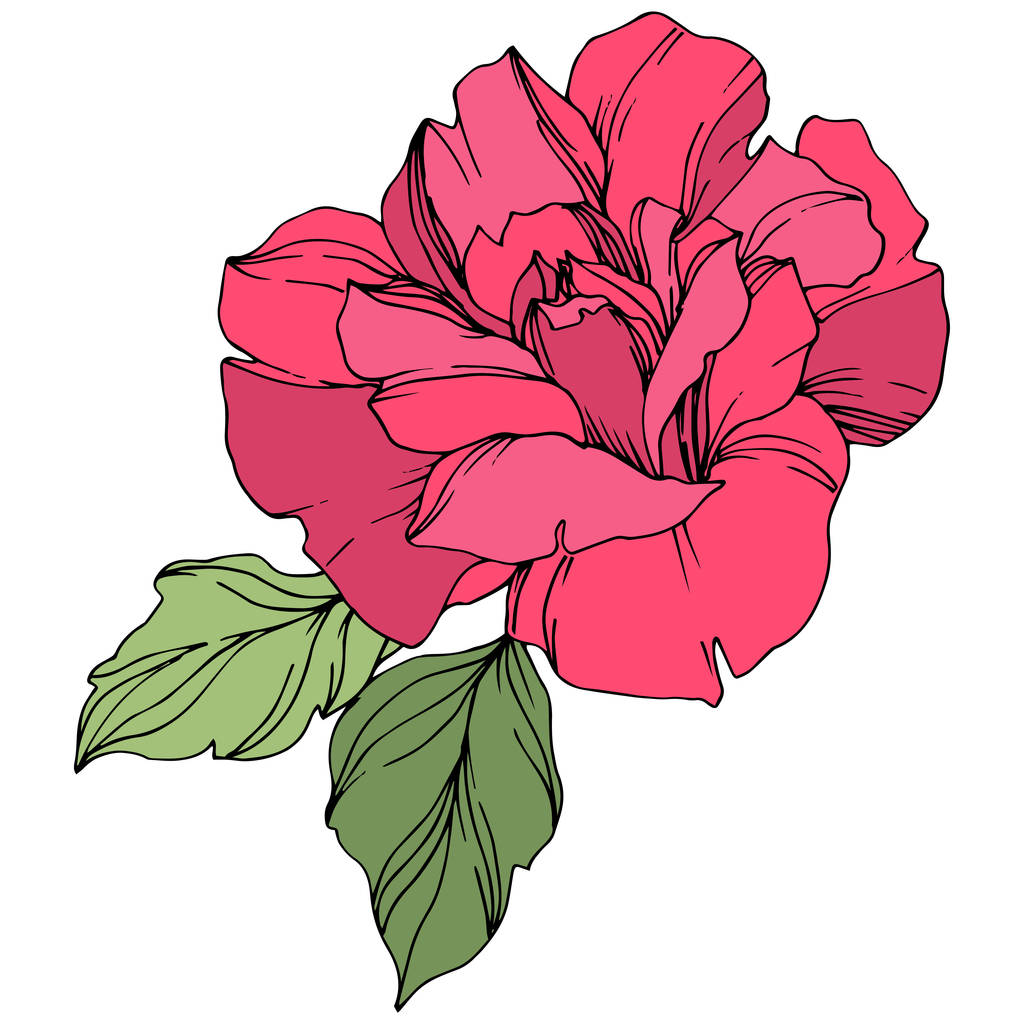 Άνθος ροζ τριαντάφυλλο με πράσινα φύλλα που απομονώνονται σε λευκό.  - Διάνυσμα, εικόνα