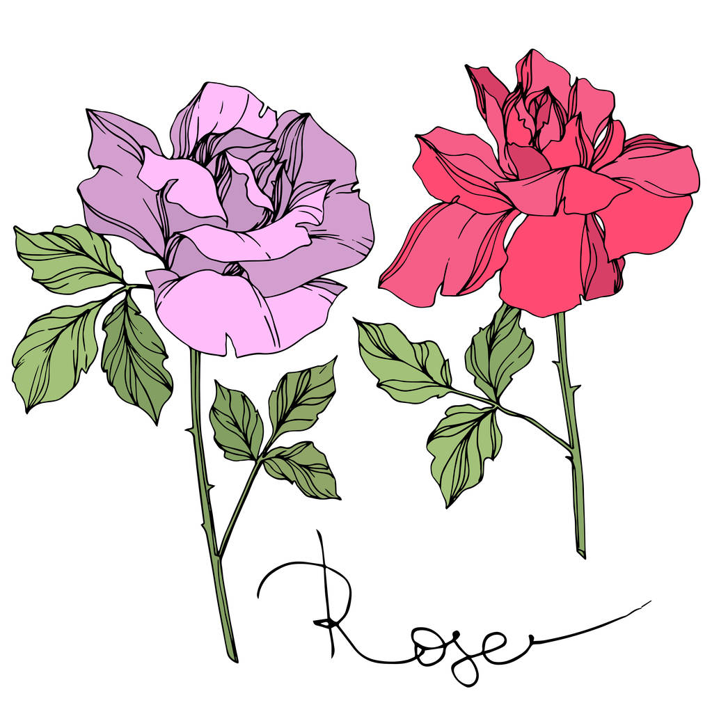 Διάνυσμα βιολετί και ροζ τριαντάφυλλα λουλούδια με πράσινα φύλλα που απομονώνονται σε λευκό.  - Διάνυσμα, εικόνα