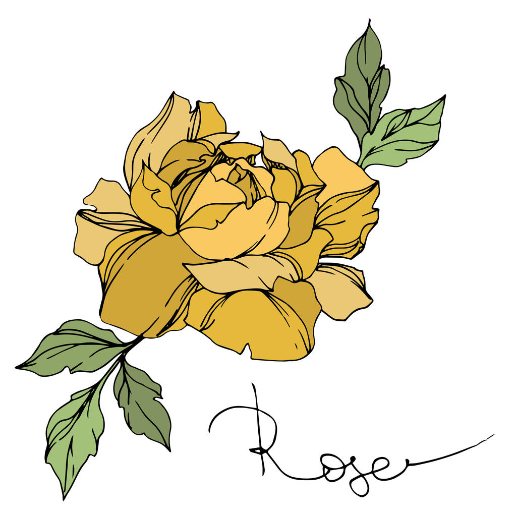 Векторна жовта квітка троянди з зеленим листям ізольовані на білому
.  - Вектор, зображення