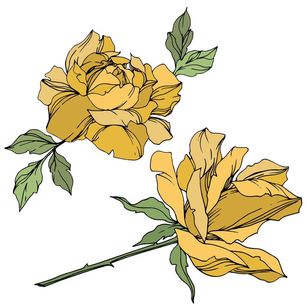 Flores de rosas amarelas vetoriais com folhas verdes isoladas em branco
.  - Vetor, Imagem